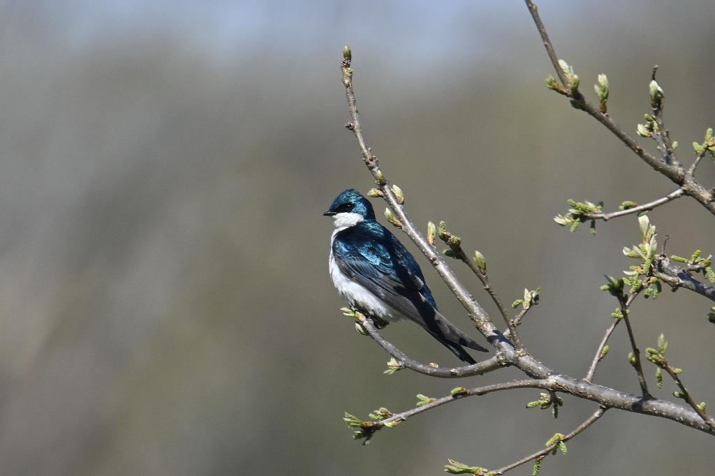Swallow, Tree, 2025-05016886 River Bend Farm, MA.JPG - Tree Swallow. River Bend Farm, MA, 5-1-2025